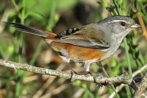 Grey-throated Warbling Finch