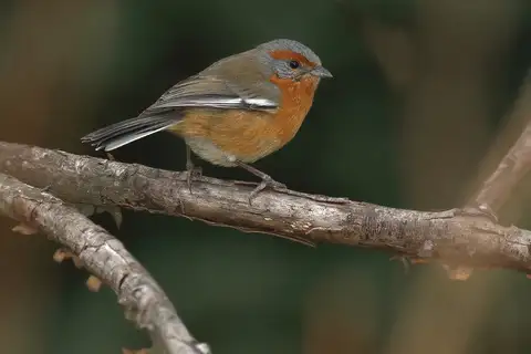 Rusty-browed Warbling Finch