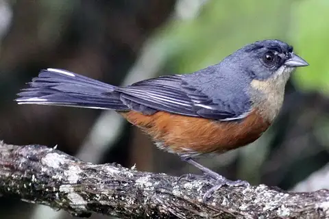 Buff-throated Warbling Finch
