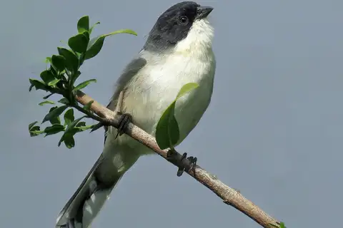 Black-capped Warbling Finch