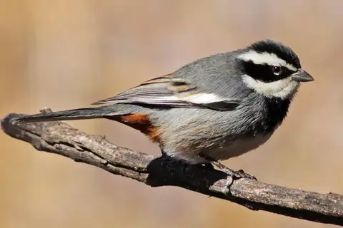 Ringed Warbling Finch