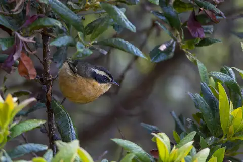 Three-striped Hemispingus