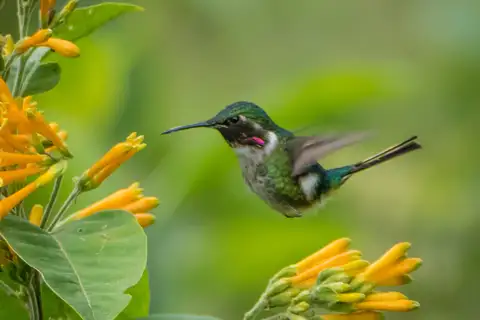 Slender-tailed Woodstar