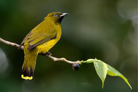 Andaman Bulbul