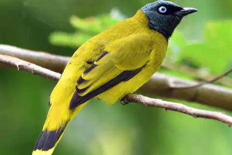 Black-headed Bulbul