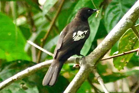 Black-and-white Bulbul