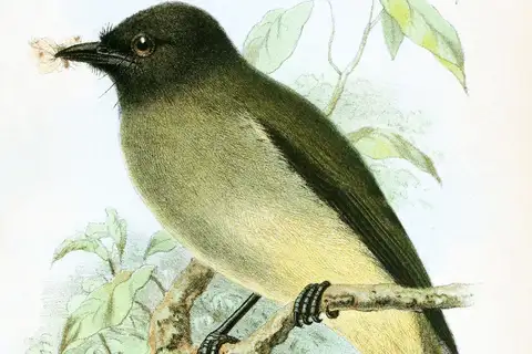 Blue-wattled Bulbul