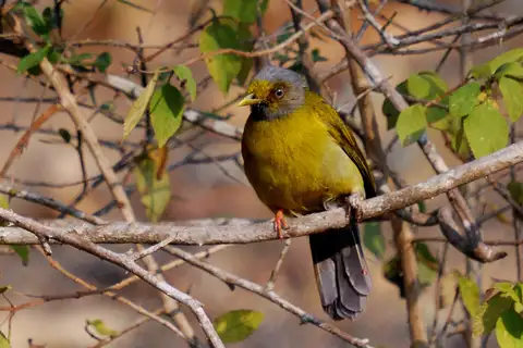 Grey-headed Bulbul