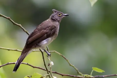 Yellow-wattled Bulbul