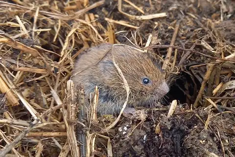 Field Vole