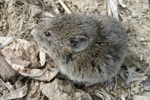 Common Vole