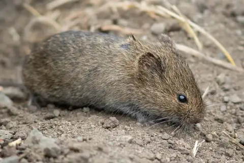 California Vole