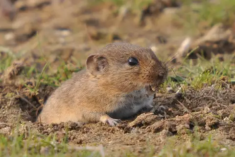 Günther's Vole