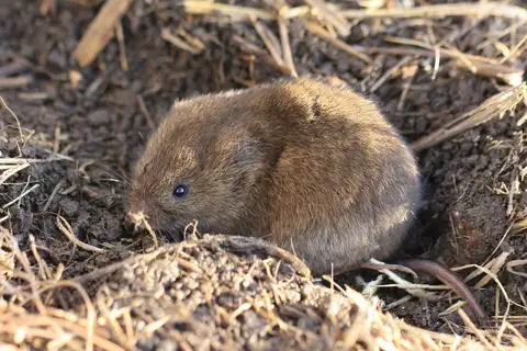 Eastern Meadow Vole