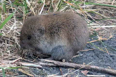 Woodland Vole