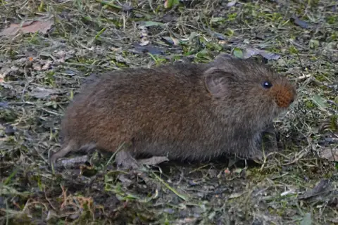 Taiga Vole