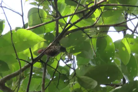 Rufous-tailed Xenops