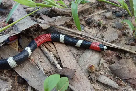 Pernambuco Coral Snake
