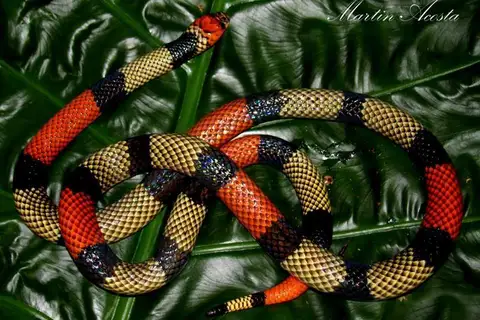 Black-necked Amazonian Coralsnake