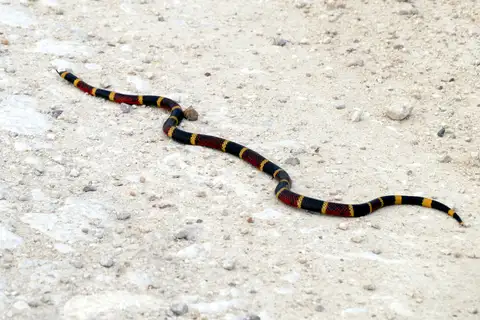 Texas Coralsnake