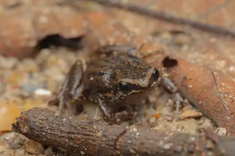 Mada Paddy Frog