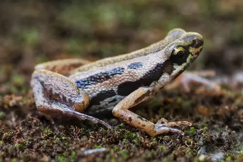 Lineated Pygmy Frog
