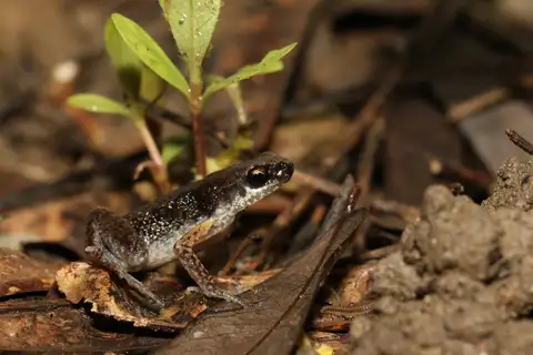 Stejneger's Paddy Frog