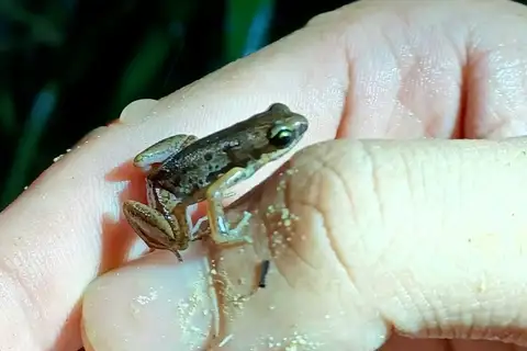 Subaraj's Paddy Frog