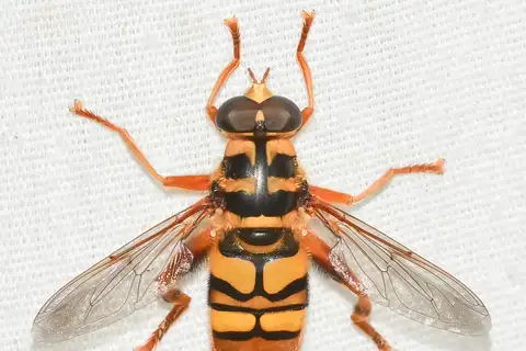 Virginia Giant Hover Fly