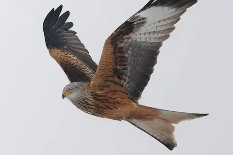 Red Kite