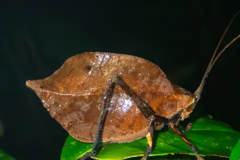 Mimetica incisa