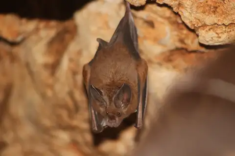 Cozumelan Golden Bat