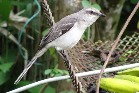 Tropical Mockingbird