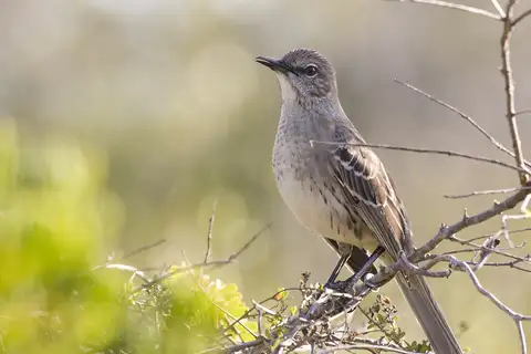 Bahama Mockingbird