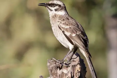 Long-tailed Mockingbird
