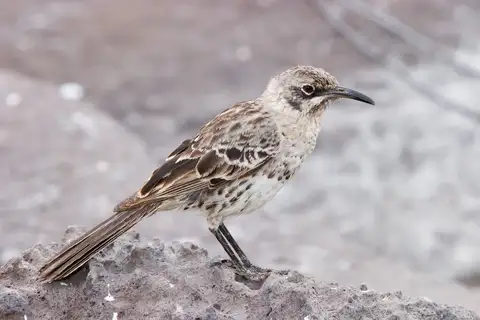 Espanola Mockingbird
