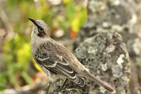 San Cristobal Mockingbird