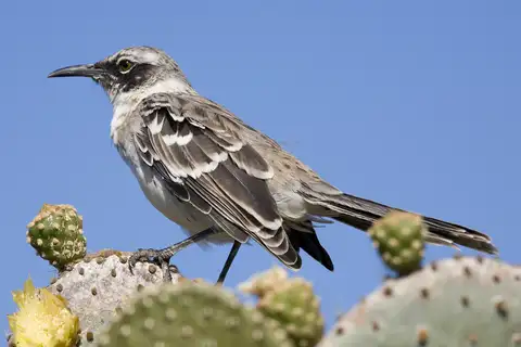 Galapagos Mockingbird