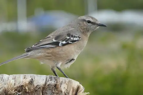 Patagonian Mockingbird