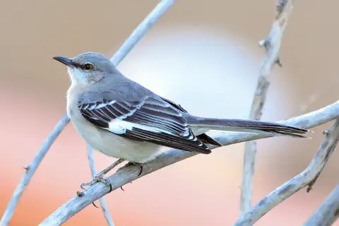 Northern Mockingbird