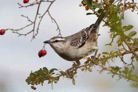 Chalk-browed Mockingbird