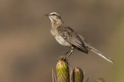 Chilean Mockingbird