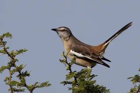White-banded Mockingbird