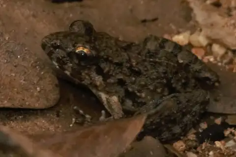 Common Paddy Field Frog