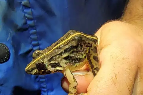 Short-webbed Frog