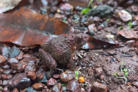 CEPF Burrowing Frog