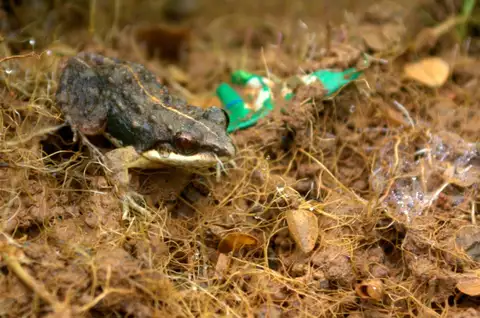 Goan Cricket Frog