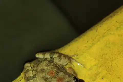 Nepal Wart Frog