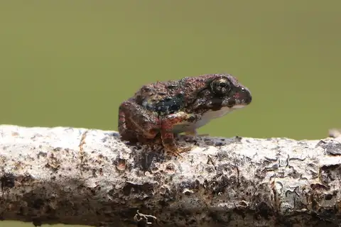 Malabar Wart Frog