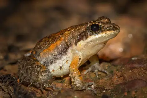 Small Cricket Frog